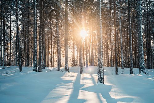 Swedish forest winter landscape with winter sun