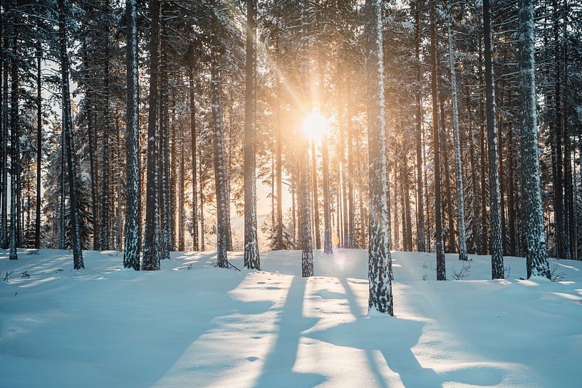 Forêt suédoise, paysage d'hiver avec soleil d'hiver par Prints by Abigail Van Kooten