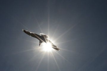 Möwe im Sonnenlicht