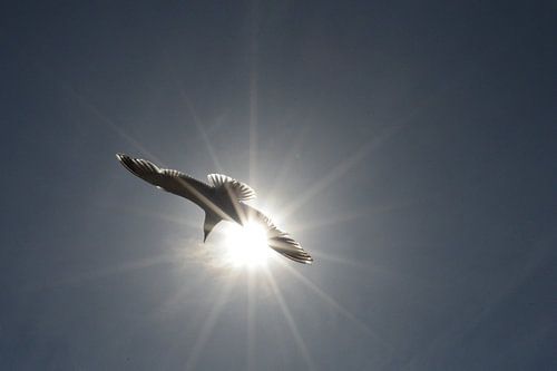 Mouette au soleil