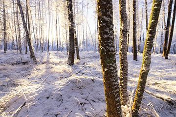 Dwingelderveld - Drenthe (Pays-Bas) sur Marcel Kerdijk