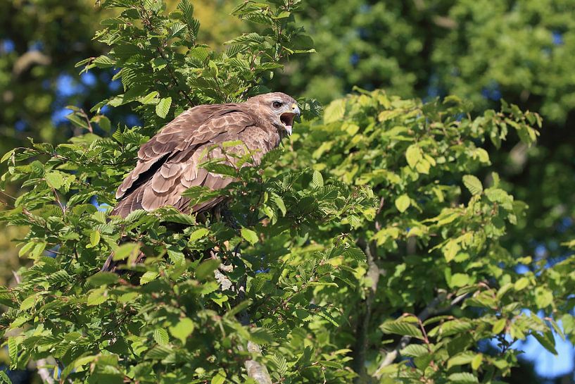 Common Buzzard (Buteo buteo) by Ronald Pol