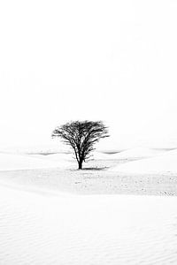 Arbre solitaire dans le désert du Sahara | Mauritanie sur Photolovers reisfotografie