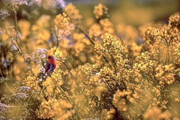 Vogeltje in het koolzaad mooi vaal geel beeld van Brian Morgan