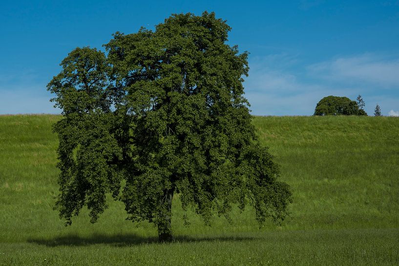 Apfelbaum van Stefan Heesch