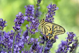 Swallowtail on lavender by Wiltrud Schwantz