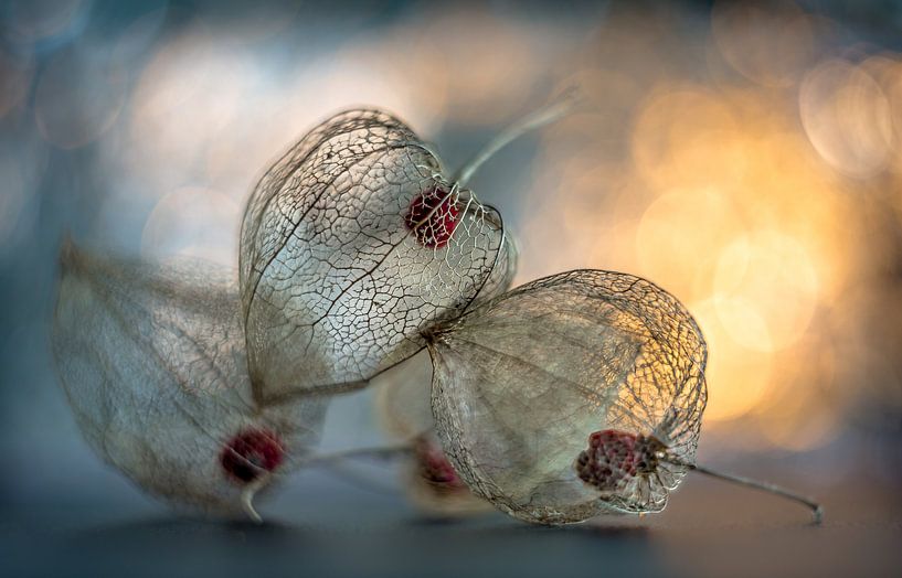 Lantern plant by Karel Ton