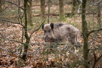 Wild Zwijn