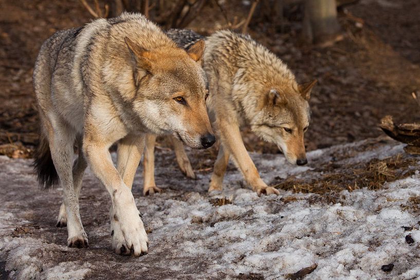 Une paire de loups par Michael Semenov