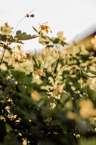 Gele bloemetjes van Tessa in Focus