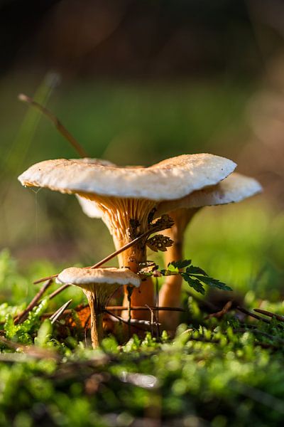 forests by Bart Liesenborgs