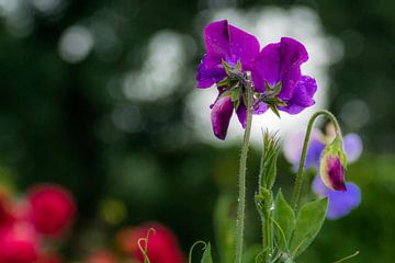 Kleurig bloemenspel.