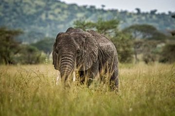 Vieil éléphant mâle solitaire sur Erwin Floor