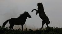 Two Konik horses van Anne Koop thumbnail