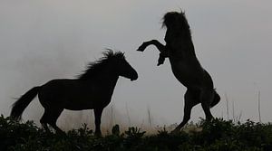 Two Konik horses van Anne Koop