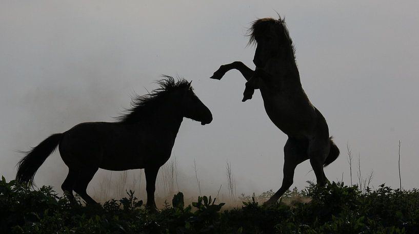 Zwei Konik-Pferde von Anne Koop