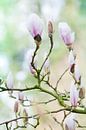 Beverboom (Magnolia soulangeana) van Tamara Witjes thumbnail