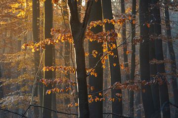 Detail of beech tree in autumn forest by Ate de Vries