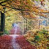 Uitlaten hond in Gasselte herfst bos van R Smallenbroek