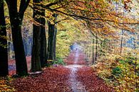 Chien d'échappement dans la forêt d'automne de Gasselte par R Smallenbroek Aperçu