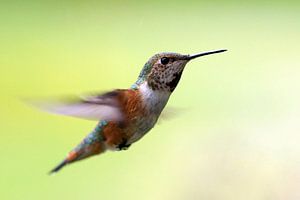 Kolibri