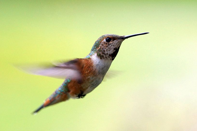 Kolibri par Wim Frank