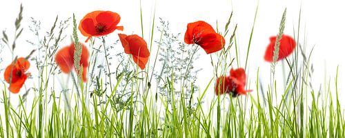 poppy meadow isolated on white