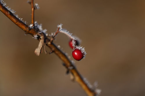 vorst