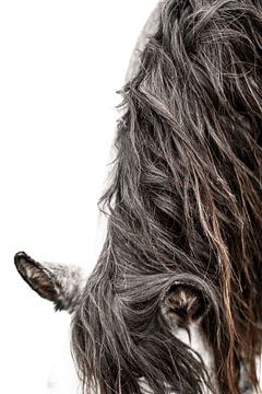 Pferd mit fließender Mähne Minimalistisches Porträt von Femke Ketelaar