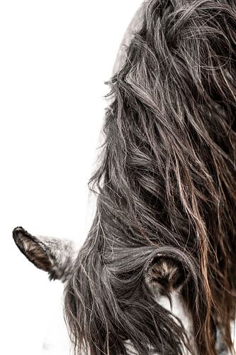 Paard met Stromende Manen Minimalistisch Portret