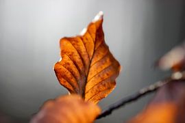 Gros plan sur une feuille d'automne aux teintes chaudes et légèrement à contre-jour
