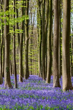 Feuilles fraîches et vertes du hêtre et violettes de la jacinthe sauvage