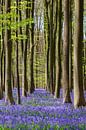 Fresh green leaves of beech and purple of wild hyacinth by Menno Schaefer thumbnail