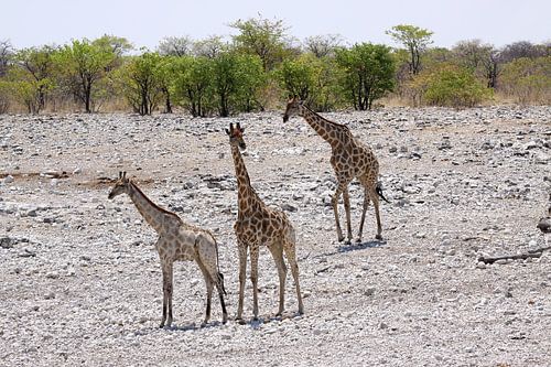 Giraffen in Etosha
