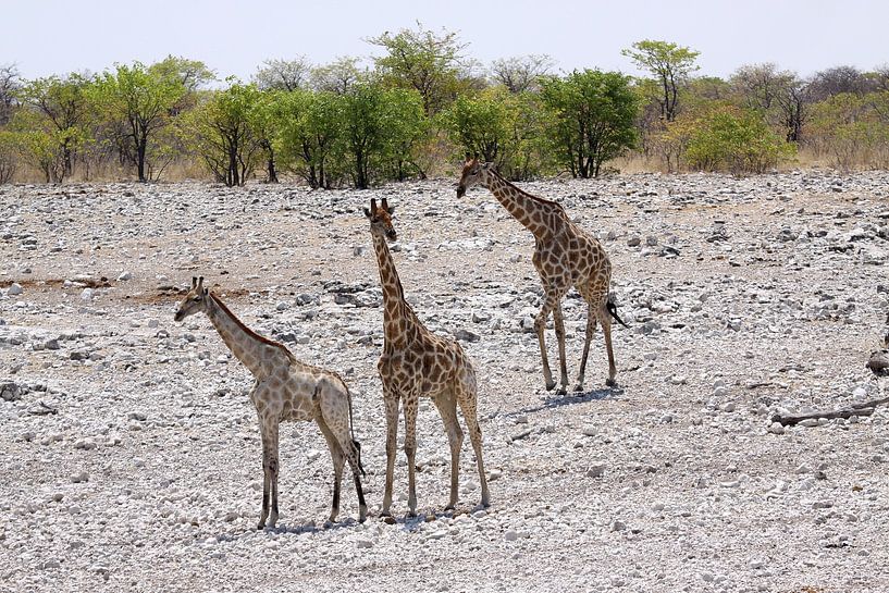 Giraffen in Etosha van Henk Langerak