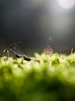 Mushroom in autumn forest