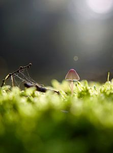 Pilz im Herbstwald von Laura Krol