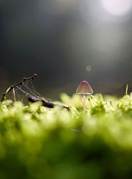 Champignon dans une forêt d'automne sur Laura Krol