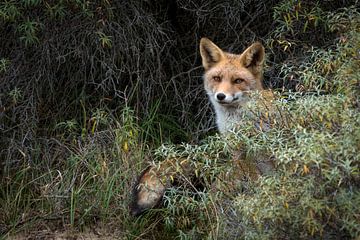 Mooie vos in de duinen