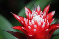 Bromelia