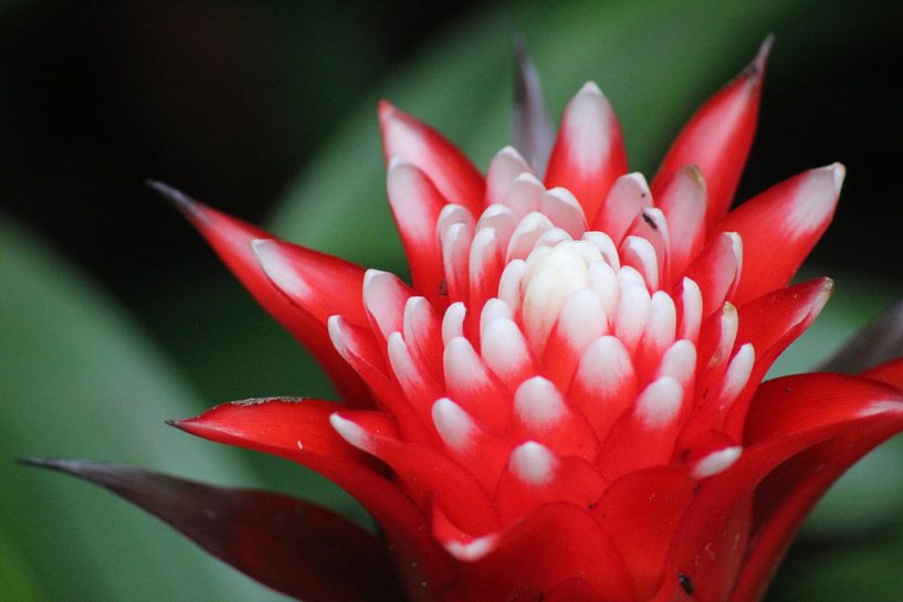 Bromelia von Isabel Zuidema