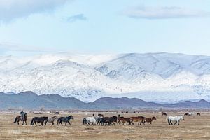 Paarden in bergachtig besneeuwd landschap Mongolië