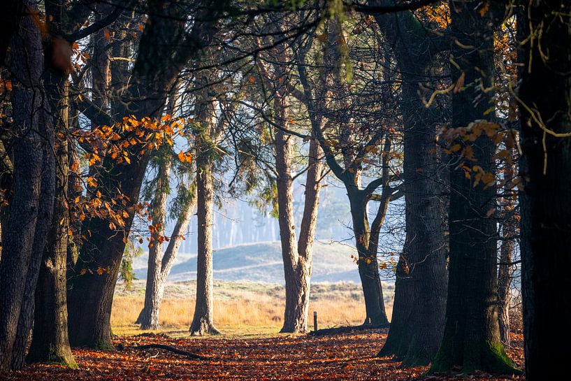 Herbst auf der Heide - Rand in Waldnähe in Zeist, Utrecht - Utrechtse Heuvelrug - Schafstall von John Ozguc