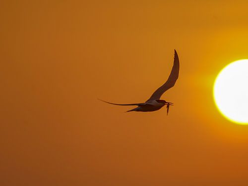 Caspian tern with fish near the sun!