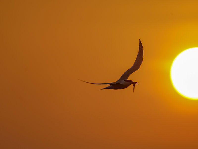 Caspian tern with fish near the sun! by BekijkhetmetWim