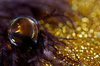 Purple and gold caught in a drop.
