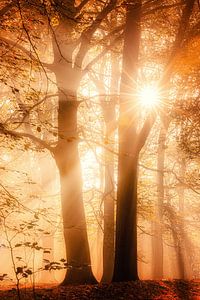 Herbstsinfonie 2