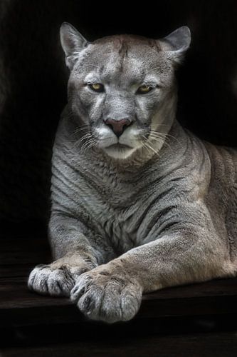 Strenge en gevaarlijke blikken met gele ogen liggende poema, zwarte achtergrond