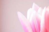 Roze tulp II