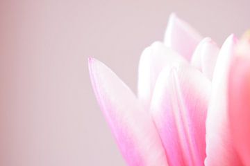 Roze tulp II van Manon Sloetjes